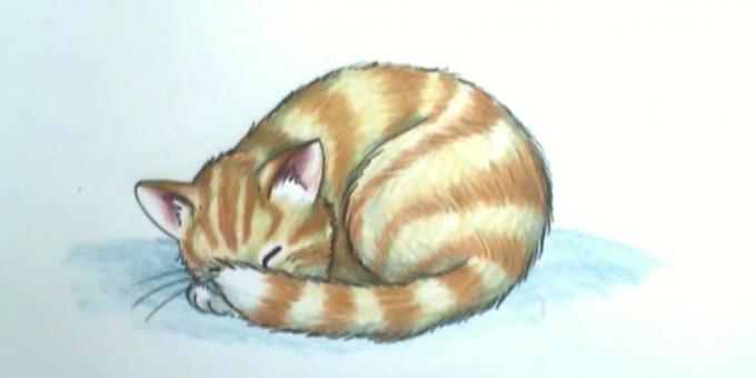 Sådan at tegne en sovende kat i en realistisk stil