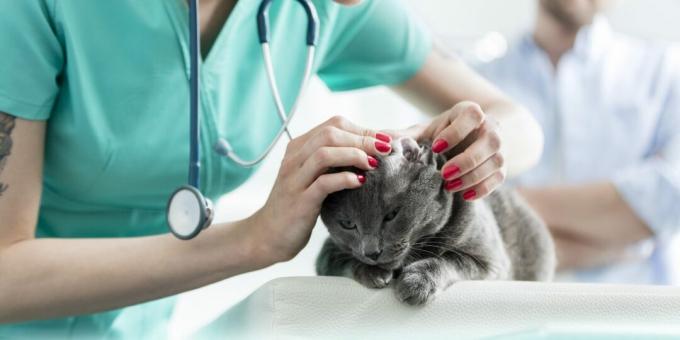 Russisk blå kat: sygdomme