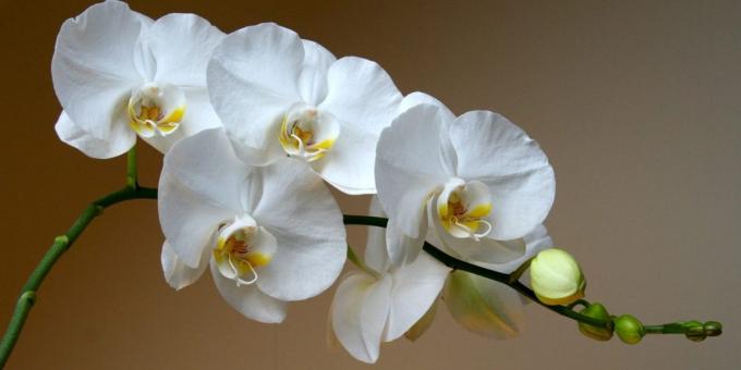 Hvordan til at passe orkideer phalaenopsis