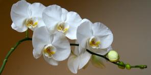 Hvordan til at passe orkideer af forskellige sorter