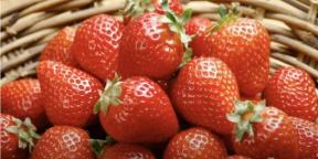 Hvornår og hvordan man planter jordbær til frøplanter for at plukke bær i år