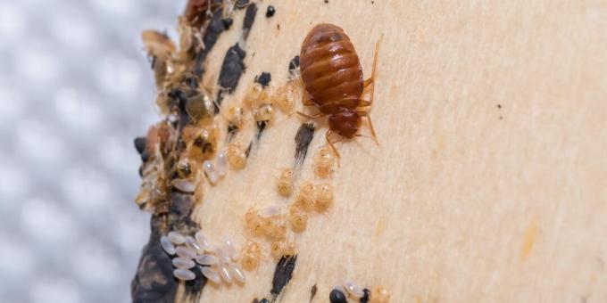 Sådan slipper du af bedbugs: Se efter æg, skind og insektudskillelse på afsondrede steder