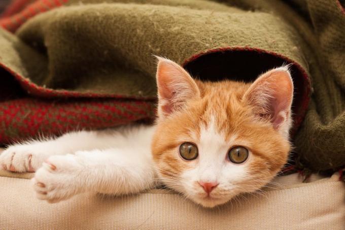 hjemløse kæledyr: Kattefoder