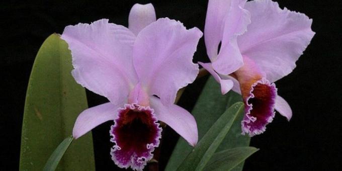 Hvordan til at passe orkideer