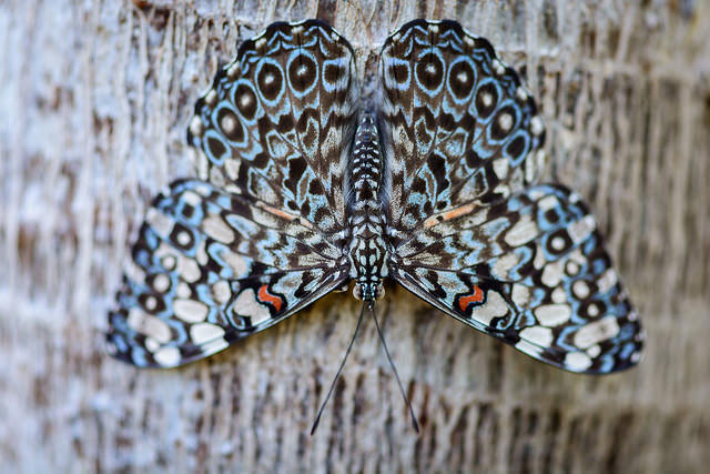 Hvor smukt at fotografere en sommerfugl