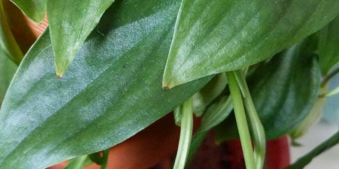 Pleje Spathiphyllum i hjemmet: Sådan behandler Spathiphyllum hvis tørre bladspidser