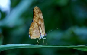Hvor smukt at fotografere en sommerfugl: 8 Tips