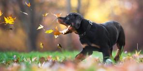 7 tips til at hjælpe dig med at få perfekte hund foto