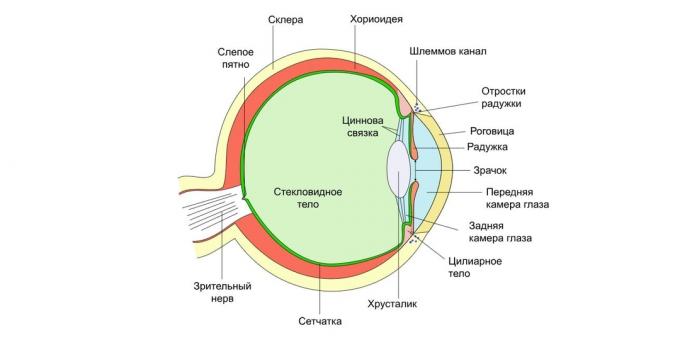 Strukturen af ​​øjet