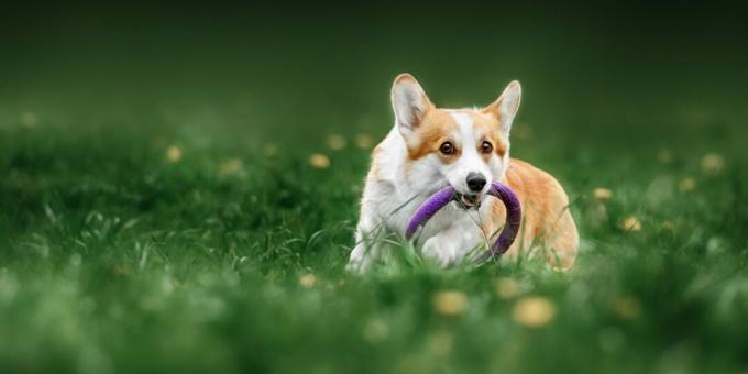 Corgi: Lad ikke dit kæledyr kede sig inden for fire vægge