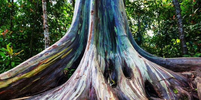 Utrolig smuk sted: Rainbow Eucalyptus træer i Maui, Hawaii