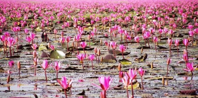 Asiatiske område bevidst tiltrækker turister: Lake Nong Han Kumphavapi, Thailand