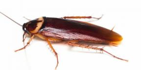 Bider kakerlakker og hvordan kan de ellers være farlige