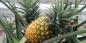 Hvordan til at vokse ananas i hjemmet: trin for trin guide