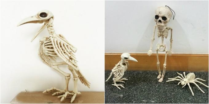 skelet krage